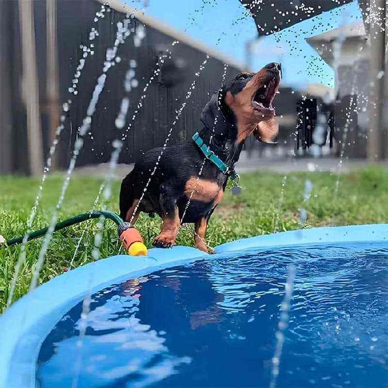 Piscina para Cachorro com Chafariz