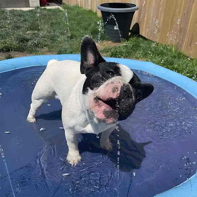 Piscina para Cachorro com Chafariz